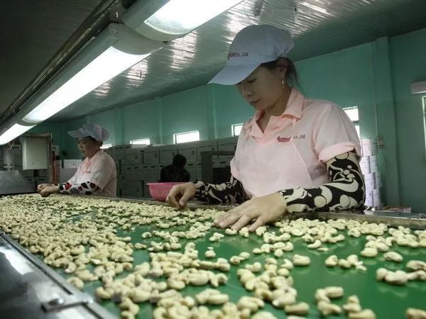 Cashew Nut Processing Industry in Vietnam