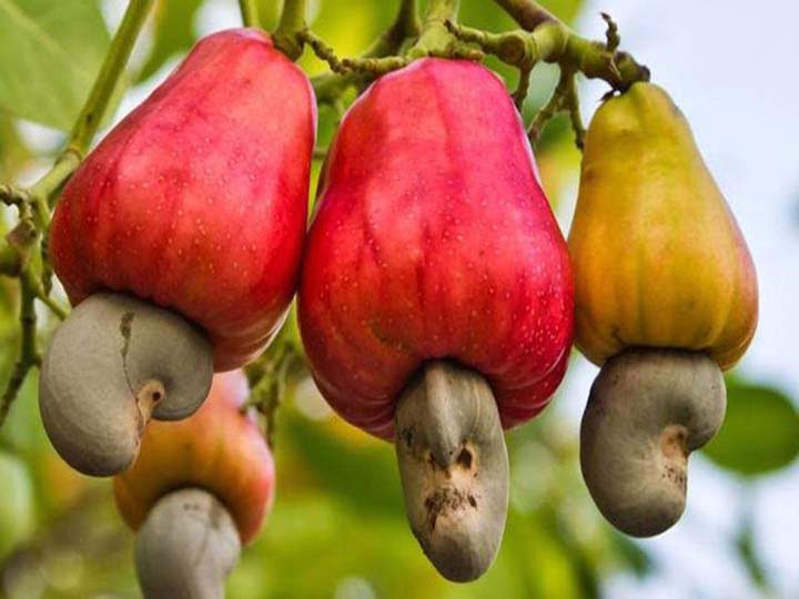 Cashew Nut Producing Area and Time to Market